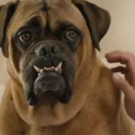 skirby dog video