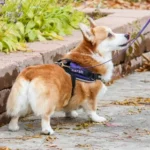 corgi rehoming cynthiana
