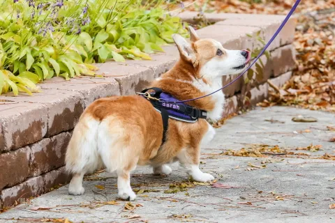 corgi rehoming cynthiana